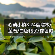心动小镇8.24溜溜木/萤石/白色鸭子/棕色鸭子位置 - 文章配图