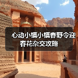 心动小镇小镇春野令迎春花杂交攻略 - 文章配图