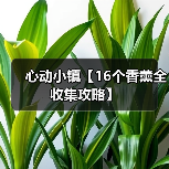 心动小镇【16个香薰全收集攻略】(图4) 心动小镇【16个香薰全收集攻略】(图4)
