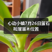 心动小镇7月26日萤石和溜溜木位置 - 文章配图