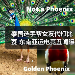 泰国选手帮女友代打比赛 东南亚运电竞丑闻曝光(图4) 泰国选手帮女友代打比赛 东南亚运电竞丑闻曝光(图4)