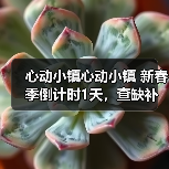 心动小镇心动小镇 新春季倒计时1天,查缺补漏,必做(图4) 心动小镇心动小镇 新春季倒计时1天,查缺补漏,必做(图4)
