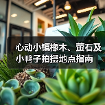 心动小镇橡木、萤石及小鸭子拍摄地点指南 - 文章配图