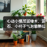 心动小镇溜溜橡木、萤石、小鸭子气泡最新位置（图3）