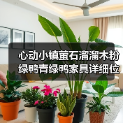 心动小镇萤石溜溜木粉绿鸭青绿鸭家具详细位置攻略（图3）