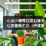 心动小镇每日萤石橡木位置更新汇总（持续更新）（图4）