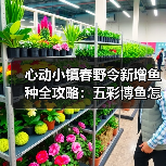 心动小镇春野令新增鱼种全攻略：五彩博鱼怎么钓？ - 文章配图